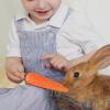 Carrot Chew Toys for Rabbits, Guinea Pigs, and Small Dogs view 3
