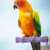 Calcium Grinding Stone for Birds view 2
