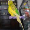 Calcium Grinding Stone for Birds view 3