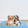 Cooling Mat for Dogs, Non-Slip Puppy Cooling Mat, Small, Medium, Large view 3