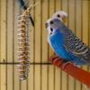 25cm Hanging Bird Feeder view 3