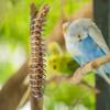 25cm Hanging Bird Feeder view 4