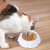 Pet Cooling Bowl – Cooling Water and Feeding Bowl view 2