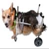 Generic Wheelchair for Small Dogs’ Hind Legs, Adjustable Metal Rehabilitation Cart, Size M view 1