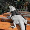 Small Pet Harness with Soft PU Leather Vest and Leash view 2