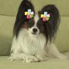 Ldabrye Flower Hair Clip for Yorkshire Terriers and Small Dogs view 2