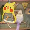 Bird Swing for Budgie Cages view 2