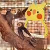 Bird Swing for Budgie Cages view 3