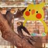 Bird Swing with Wooden Perch for Budgies and Parakeets view 2