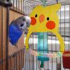 Bird Swing with Wooden Perch for Budgies and Parakeets view 3