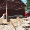 HANABASS Wooden Perch Stand for Chickens and Roosters view 4
