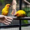 Generic Parrot Toys - Natural Palm Frond Shredder view 3