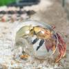 Wisylizv Hermit Crab House - Handcrafted Glass Shells view 2