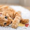 Cat Dental Cleaning Toy view 3