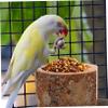 CIYODO Wooden Bird Feeding Stand with Bowl for Parrots and Small Birds view 4