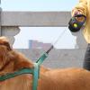 Retractable Dog Leash for Strong Dogs view 3