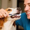 Mimoqk Pet Toothbrush, Soft Brush for Cats, Puppies, and Dogs view 3