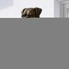 Outdoor Dinner Bell with Dog Head Design view 2