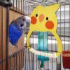 Bird Swing for Budgie Cage view 3