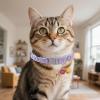 Kitten Collar with Bell for Small and Medium Pets view 2
