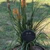 WEIYOUDP Personalized Pet Memorial Stones view 3