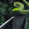 Generico Grabber Tongs Tool | Terrarium Feeding Tool view 4