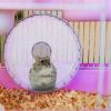 HYTROVE Quiet Hamster Wheel with Smooth Surface view 2