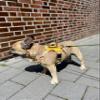 bullywelt | Dog Harness for French Bulldogs, No-Pull, Breathable, Adjustable, Comfortable (Yellow, M) view 3