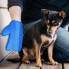Pet Hair Removal Glove view 2