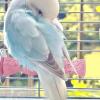 Bird Perches for Cages view 3
