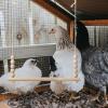 Chicken Swing, Wooden Chicken Toy, Perch Ladder, Stable and Safe Enrichment for Backyard Chickens view 3