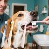 Dog Toothbrush Set, 4 Pack view 3