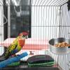 Removable Stainless Steel Bird Feeder for Parrots view 4