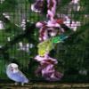 Bird Swing with Climbing Rope view 3