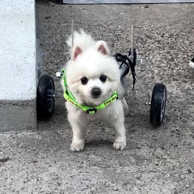 Lightweight Wheelchair for Small, Medium, and Large Dogs, Adjustable Rear-Leg Support, All-Terrain Mobility Aid