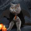 Bat Wings Cat Halloween Costume view 3