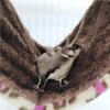 KIXZSAZ Hanging Hamster Hammock view 2