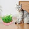 Genrico Cat Litter Plant Pot view 2
