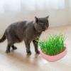 Genrico Cat Litter Plant Pot view 3