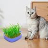 Genrico Hydroponic Cat Grass Planter view 2