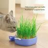 Genrico Hydroponic Cat Grass Planter view 3