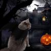 Bat Wings | Halloween Costume for Small Dogs and Puppies view 2