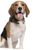 JOINPAYA 2-Pack Metal Pet Bells and Durable Dog Training Bells with Loud Sound for DIY Crafts and Christmas Decorations view 3
