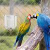 Lunaobrik Bird Water Dispenser for Parakeets view 2