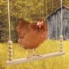 Sturdy Chicken Swing for Play, Enrichment and Rest view 2