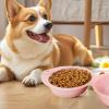 Portable Foldable Dog Water Bowl | Food & Water Bowl for Travel view 2