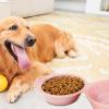 Portable Foldable Dog Water Bowl | Food & Water Bowl for Travel view 3