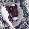 U-Shaped Pet Pillow - Glow-in-the-Dark Neck Support Pillow view 4
