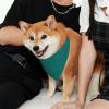 Pet Scarf, Stylish Triangle Bandana, Washable, Size M, Natural Green view 3