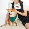 Pet Scarf, Stylish Triangle Bandana, Washable, Size M, Natural Green view 4
